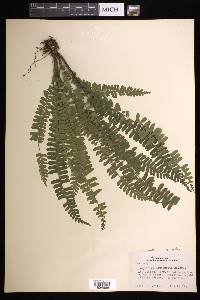 Asplenium rhomboidale image