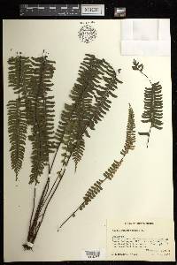 Asplenium monanthes image