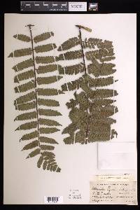 Cyathea fulgens image