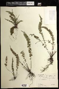 Asplenium monanthes image