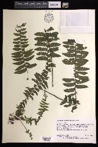 Asplenium rosenstockianum image