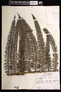 Cyathea pubescens image