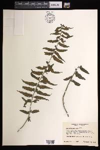 Asplenium pteropus image