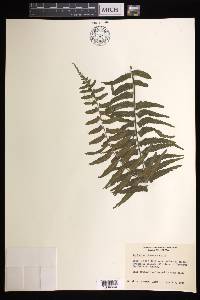 Asplenium pteropus image