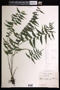 Asplenium pteropus image