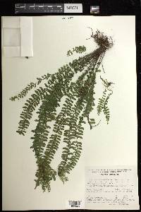 Asplenium monanthes image