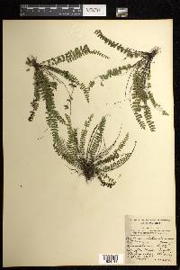 Asplenium heterochroum image