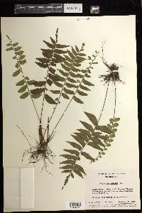 Asplenium hastatum image