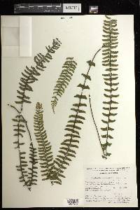 Asplenium monanthes image