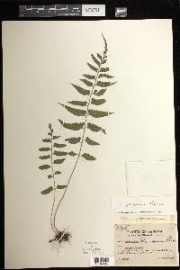 Asplenium gomezianum image