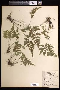 Asplenium pumilum image