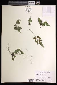 Asplenium pumilum image