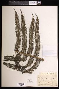 Cyathea balanocarpa image