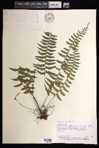 Asplenium pteropus image