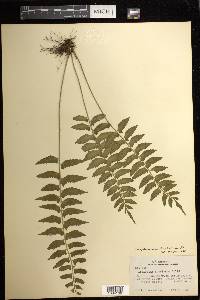 Asplenium hastatum image