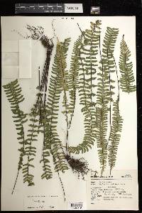 Asplenium monanthes image