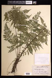 Asplenium radicans image