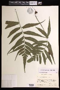 Hymenasplenium delitescens image