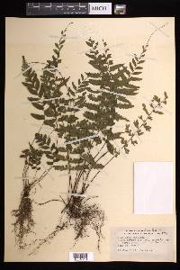 Asplenium radicans image