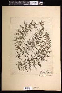 Asplenium aethiopicum subsp. aethiopicum image
