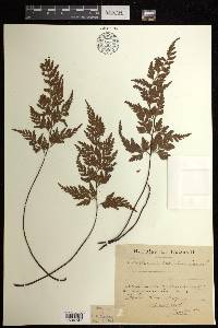 Asplenium adiantum-nigrum image