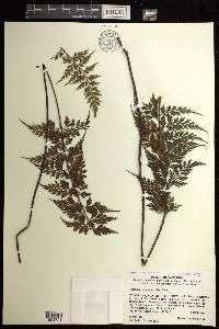 Asplenium actiniopteroides image