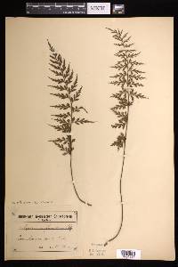 Asplenium aethiopicum image