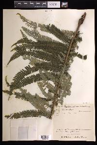 Cyathea hotteana image