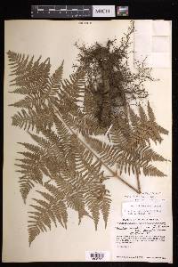 Pteridium aquilinum subsp. feei image