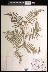 Pteridium caudatum image