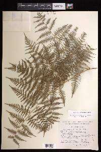 Pteridium caudatum image