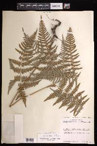 Pteridium aquilinum subsp. feei image