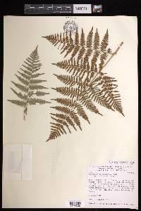 Pteridium caudatum image