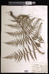 Pteridium caudatum image