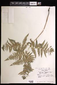 Pteridium aquilinum subsp. feei image