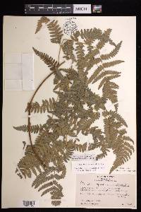 Pteridium aquilinum subsp. feei image