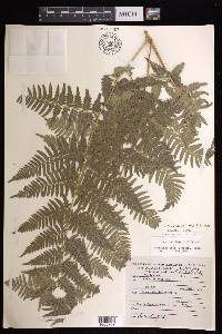 Pteridium aquilinum subsp. feei image