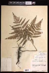 Pteridium aquilinum subsp. feei image