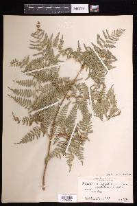 Pteridium caudatum image