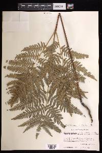 Pteridium aquilinum subsp. feei image