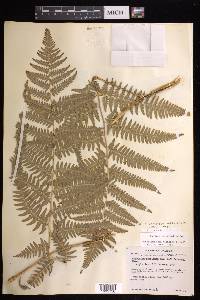 Pteridium aquilinum subsp. feei image