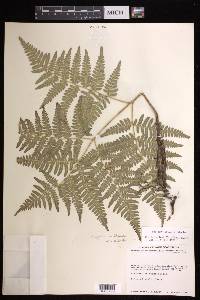 Pteridium aquilinum subsp. latiusculum image