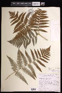 Pteridium aquilinum subsp. feei image