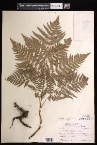 Pteridium aquilinum subsp. feei image