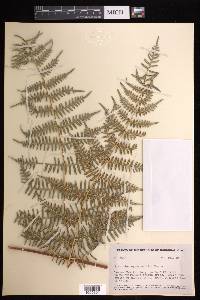 Pteridium caudatum image