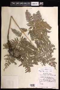 Pteridium aquilinum subsp. feei image