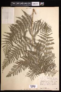 Pteridium aquilinum subsp. feei image