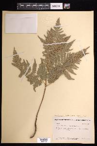 Pteridium aquilinum subsp. feei image