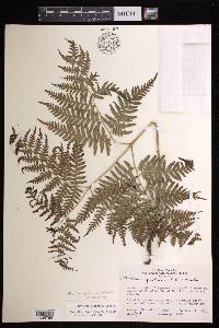 Pteridium aquilinum subsp. latiusculum image