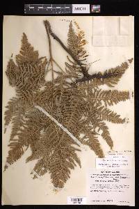 Pteridium aquilinum subsp. feei image